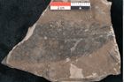 Foto (Detailansicht) von Quercus palaeoilex Ettingshausen (NHMW-GEO-2024-0188-7974)